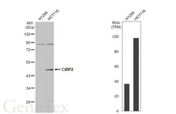 Anti-CtBP2 antibody [N1N3] used in Western Blot (WB). GTX114346