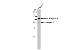 Anti-Cathepsin S antibody used in Western Blot (WB). GTX114350