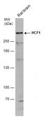 Anti-HCF1 antibody [N1], N-term used in Western Blot (WB). GTX114922