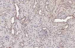 Anti-Occludin antibody used in IHC (Paraffin sections) (IHC-P). GTX114949