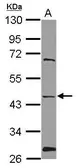 Anti-NMUR1 antibody used in Western Blot (WB). GTX115396