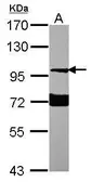 Anti-Neuroligin 1 antibody [N1N3] used in Western Blot (WB). GTX115639