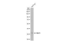 Anti-KLF3 antibody [N3C3] used in Western Blot (WB). GTX116153