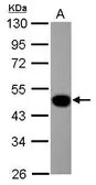 Anti-Lefty1 antibody [N2C3] used in Western Blot (WB). GTX117811