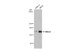 Anti-MAGI3 antibody [N1N2], N-term used in Western Blot (WB). GTX119389
