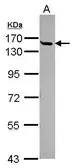 Anti-CGN antibody used in Western Blot (WB). GTX120159