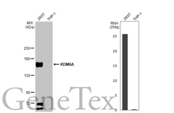 Anti-KDM6A antibody [N2C1], Internal used in Western Blot (WB). GTX121246