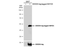 Anti-SMYD3 antibody used in Western Blot (WB). GTX121956
