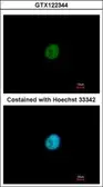 Anti-SNAI3 antibody used in Immunocytochemistry/ Immunofluorescence (ICC/IF). GTX122344