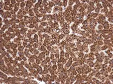 Anti-MANEA antibody used in IHC (Paraffin sections) (IHC-P). GTX122518