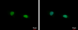 Anti-FAM98B antibody used in Immunocytochemistry/ Immunofluorescence (ICC/IF). GTX123191