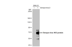 Anti-Dengue virus NS3 protein antibody used in Western Blot (WB). GTX124252