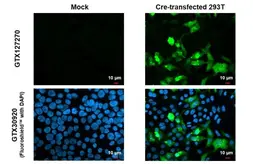 Anti-Cre recombinase antibody used in Immunocytochemistry/ Immunofluorescence (ICC/IF). GTX127270