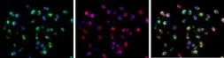 Anti-Dengue virus Envelope protein antibody used in IHC (Paraffin sections) (IHC-P). GTX127277