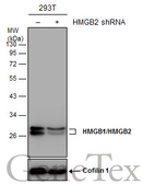 Anti-HMGB1 + HMGB2 antibody used in Western Blot (WB). GTX127972