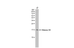 Anti-Histone H3 antibody used in Western Blot (WB). GTX127985
