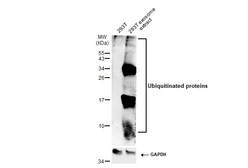 Anti-Ubiquitin antibody used in Western Blot (WB). GTX128826