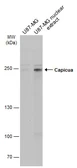 Anti-Capicua antibody used in Western Blot (WB). GTX129513