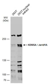 Anti-KDM5A / Jarid1A / RBBP2 antibody used in Western Blot (WB). GTX130278