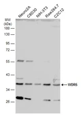 Anti-WDR5 antibody used in Western Blot (WB). GTX130644