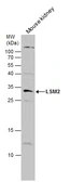 Anti-LSM2 antibody used in Western Blot (WB). GTX130964