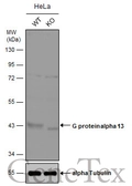 Anti-G protein alpha 13 antibody used in Western Blot (WB). GTX131045