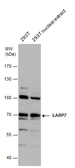 Anti-LARP7 antibody used in Western Blot (WB). GTX131082