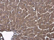 Anti-AJAP1 antibody used in IHC (Paraffin sections) (IHC-P). GTX131243