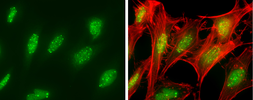 Anti-SP100 antibody used in Immunocytochemistry/ Immunofluorescence (ICC/IF). GTX131569