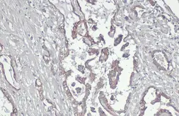 Anti-GPR39 antibody used in IHC (Paraffin sections) (IHC-P). GTX131599