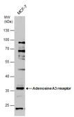 Anti-Adenosine A3 Receptor antibody used in Western Blot (WB). GTX131656