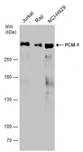 Anti-PCM1 antibody used in Western Blot (WB). GTX131724