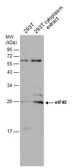 Anti-eIF4E antibody used in Western Blot (WB). GTX132092