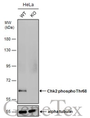 Anti-Chk2 (phospho Thr68) antibody used in Western Blot (WB). GTX132204