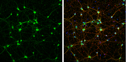 Anti-NMDAR1 antibody used in Immunocytochemistry/ Immunofluorescence (ICC/IF). GTX133097