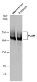 Anti-NCAM antibody used in Western Blot (WB). GTX133217