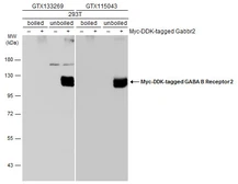Anti-GABA B Receptor 2 antibody used in Western Blot (WB). GTX133269