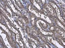 Anti-CASK antibody used in IHC (Paraffin sections) (IHC-P). GTX133275