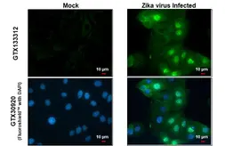 Anti-Zika virus NS5 protein antibody used in Immunocytochemistry/ Immunofluorescence (ICC/IF). GTX133312