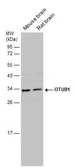 Anti-OTUB1 antibody used in Western Blot (WB). GTX133347