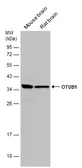 Anti-OTUB1 antibody used in Western Blot (WB). GTX133353