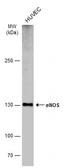 Anti-eNOS antibody used in Western Blot (WB). GTX133404