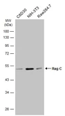 Anti-Rag C antibody used in Western Blot (WB). GTX133547