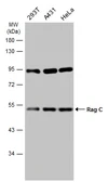 Anti-Rag C antibody used in Western Blot (WB). GTX133562