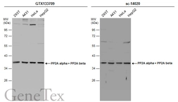 Anti-PP2A alpha + PP2A beta antibody used in Western Blot (WB). GTX133709