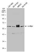Anti-n-Myc antibody used in Western Blot (WB). GTX133721