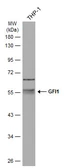 Anti-GFI1 antibody used in Western Blot (WB). GTX133798