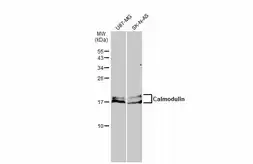 Anti-Calmodulin antibody used in Western Blot (WB). GTX133805
