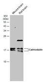 Anti-Calmodulin antibody used in Western Blot (WB). GTX133808