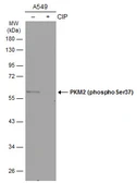 Anti-PKM2 (phospho Ser37) antibody used in Western Blot (WB). GTX133886